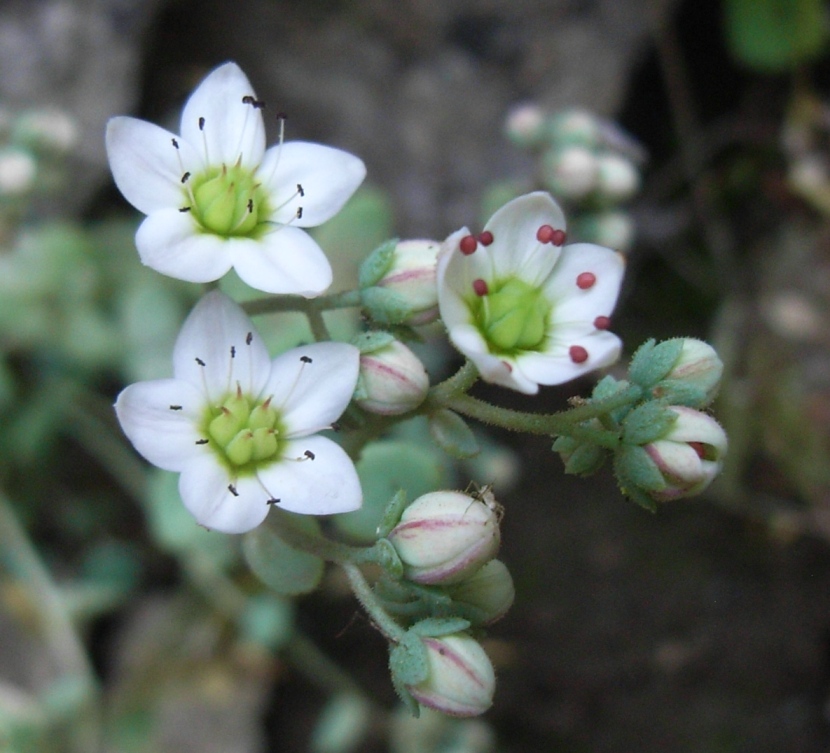 Sedum dasyphyllum